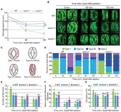 Distinct Roles for KASH Proteins SINE1 and SINE2 in Guard Cell Actin Reorganization, Calcium Oscillations, and Vacuolar Remodeling